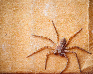 grunge cardboard background with spider
