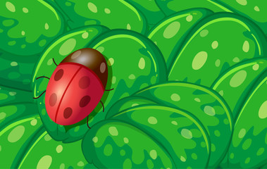 Ein Marienkäfer und die grünen Blätter