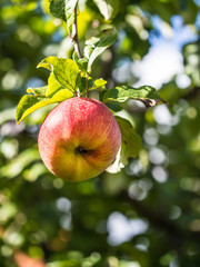 Reifer Apfel