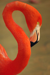Fototapeta premium Portrait de flamant