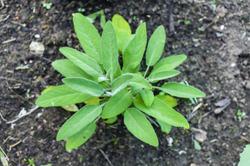 herbs in garden - sage