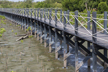 Walkway bridge in the mangrove forest of Thailand