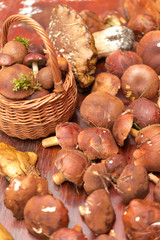 Fototapeta premium mushrooms