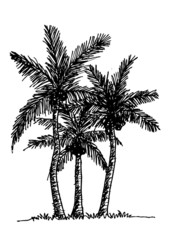 palm tree Tropical palm trees, black silhouettes background