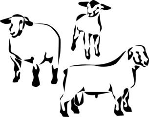 Naklejka premium suffolk sheep