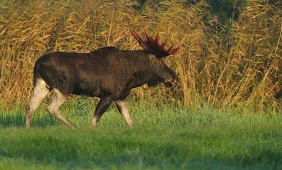 Moose bull walking