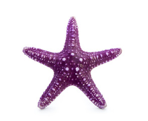 Obraz premium starfish