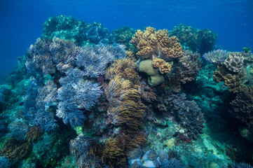 珊瑚礁のお花畑
