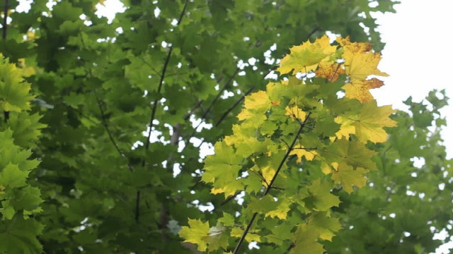 Maple tree. Green and yellow maple tree swinging in the wind