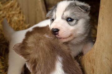 zwei Huskywelpen