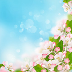 Obraz na płótnie Canvas apple blossoms over blurred blue sky background
