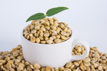 sprout coffee tree with coffee beans