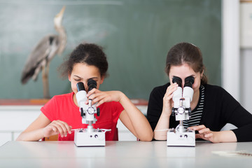 Mikroskopieren im Bio-Unterricht