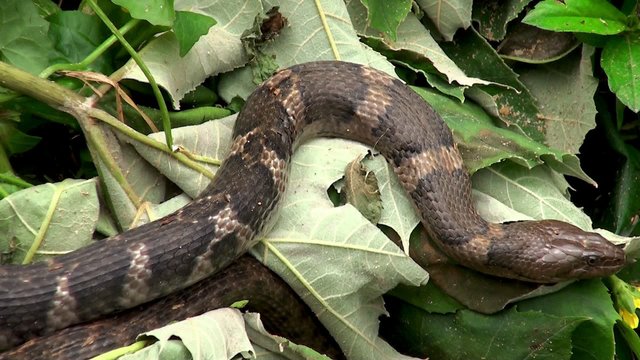 Checkered keelback snake at a pond (Asiatic water snake)