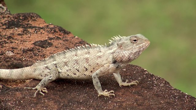 Oriental Garden Lizard