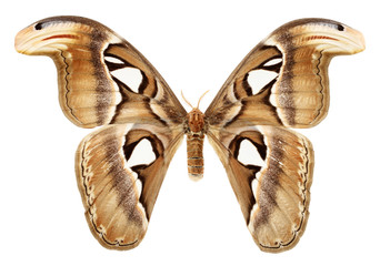 Fototapeta premium butterfly wings on a white background