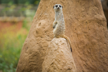 Fototapeta premium Alert meerkat on the lookout
