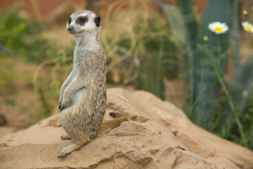 Fototapeta premium Alert meerkat on rock