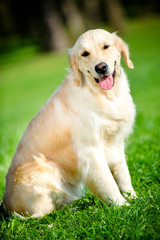 Portrait of funny golden retriever sitting on the green grass