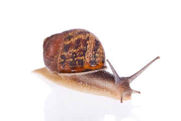 Garden snail isolated on a white background