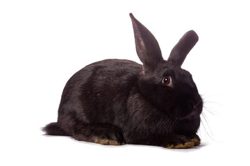 Timid young black rabbit isolated on white background