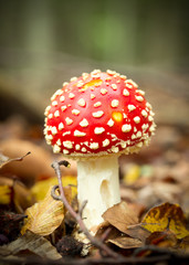 Amanita muscaria