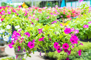 beautiful bouquet flowers on green background