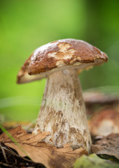 cep in the forest
