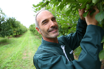 Farmer picking plums from trees