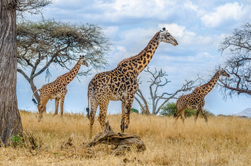Group of giraffes in the wild
