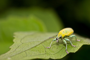 insect on leave