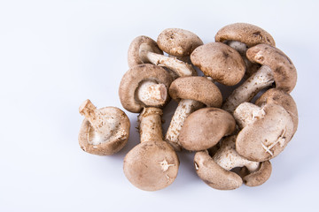 Mushroom