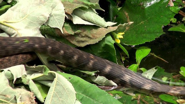 Checkered keelback snake at a pond (Asiatic water snake)