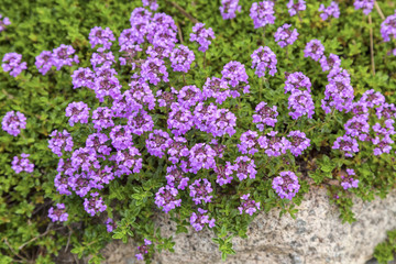 Obraz premium Flowering Thyme