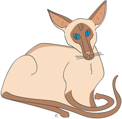 chat siamois type moderne