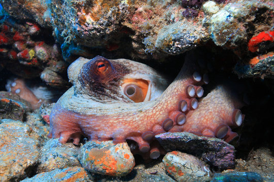 Krake (Octopus vulgaris)