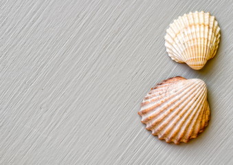 muscheln auf grauem brett