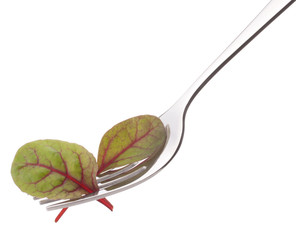 Fresh mangold salad on fork isolated on white background cutout.