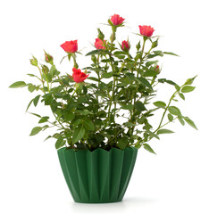 Beautiful rose in flowerpot