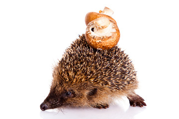 hedgehog isolated on white background