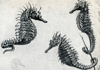 Seahorses © Juulijs
