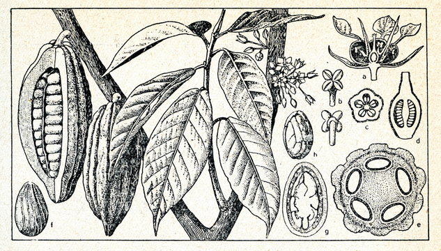 Cacao tree (Theobroma cacao)