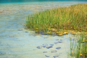 Juncus, Lago di Venere in Pantelleria