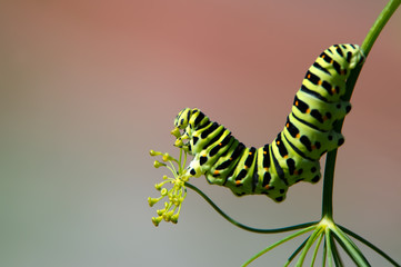 Profile of the Old World Swallowtail (Papilio machaon)