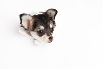 chihuahua isolated on white background