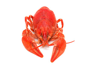 red crayfish on a white background
