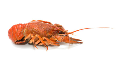 red crayfish on a white background
