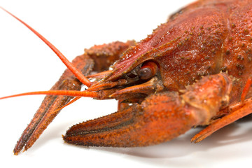 red crayfish on a white background