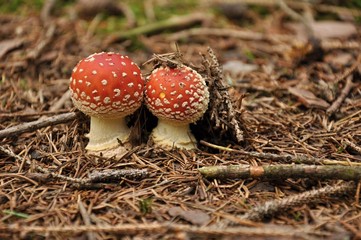 Amanita muscaria