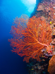 Fototapeta na wymiar Giant gorgonian coral